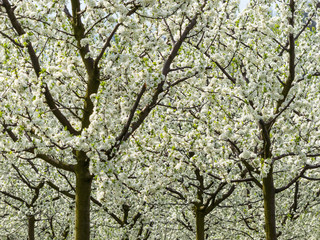 Blühende Obstbäume im Frühling