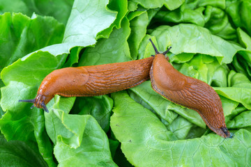 Schnecke mit Salatblatt
