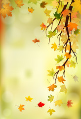 Fototapeta na wymiar Branch with autumn maple leaves on natural background