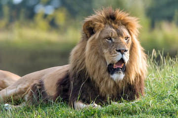 Lion