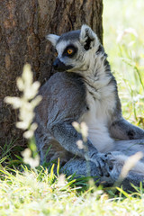 Ring Tailed Lemur