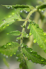 Drops of water on a leaf of the plant.
