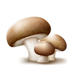 Champignons mushrooms