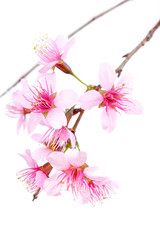 Wild Himalayan Cherry, Thailand Sakura pink flower