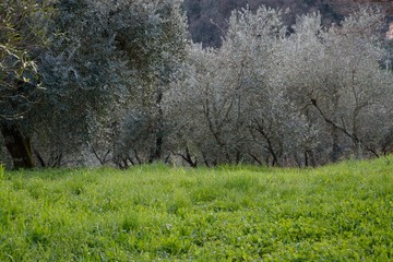 Obraz premium oliveto