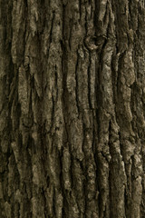 Bark texture