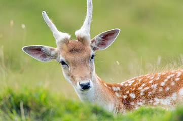 Fallow Deer