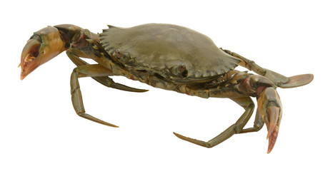 crab on white background