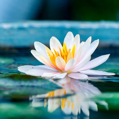 Obrazy na Szkle  piękna różowa lilia wodna lub kwiat lotosu w stawie