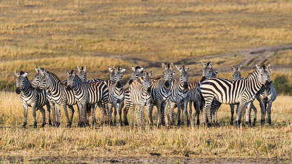 Fototapeta na wymiar Kenia-Zebra-19187