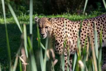 cheetah