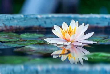 Papier Peint photo autocollant fleur de lotus beautiful pink waterlily or lotus flower in a pond