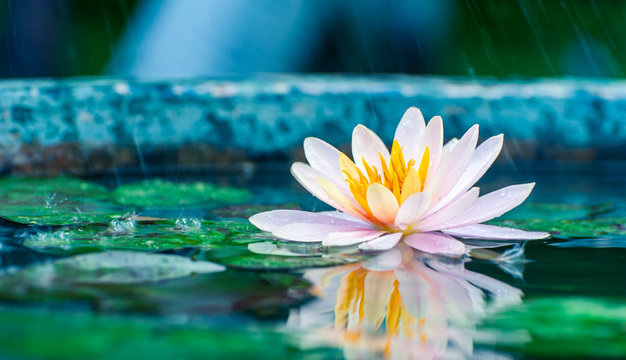 Fototapeta beautiful pink waterlily or lotus flower in a pond with rain dro