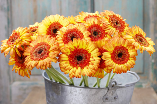 Bouquet Of Orange Gerbera Daisies In Silver Bucket On Wooden Tab