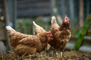 Chickens on traditional free range poultry farm
