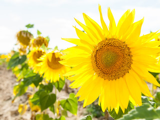 Obraz premium Girasoles