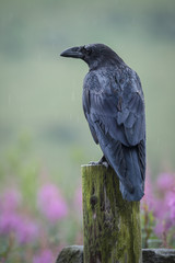 Raven