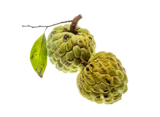 Fototapeta premium Noni fruit