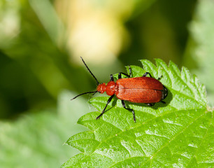 Cardinal Beetle