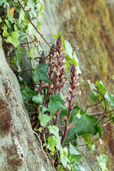 Ivy Broomrape