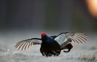 Jumping Black Grouse