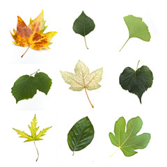 Isolated leaves of various tress on white background