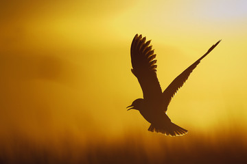 Fototapeta na wymiar A flying black-headed gull. Backlight.