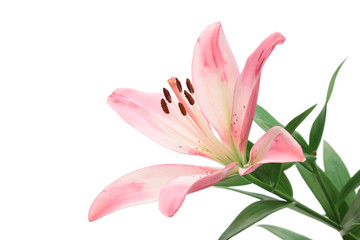 Fototapeta na wymiar Pink lily isolated on white background