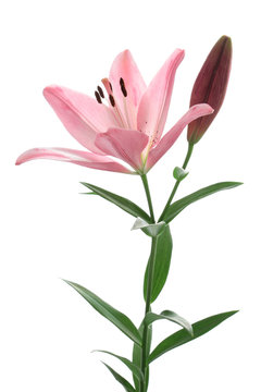 Pink lily isolated on white background