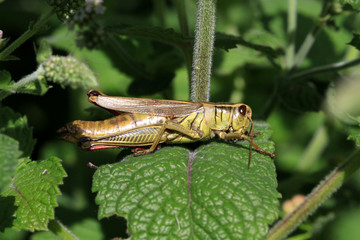 Grasshopper female