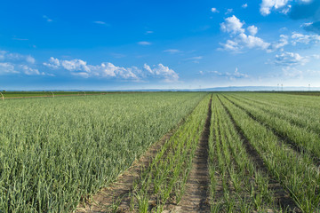 Fototapeta na wymiar Onion field, maturing at spring. Agricultural landscape