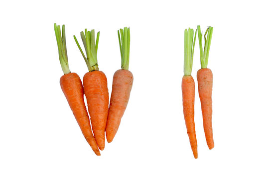 fresh baby carrot