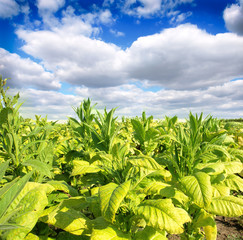 Tobacco farm