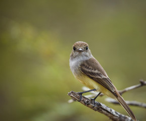 galapagos flycatcher