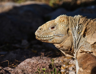 land iguana