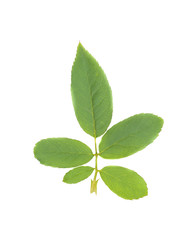 Fototapeta na wymiar green rose leaf on white background
