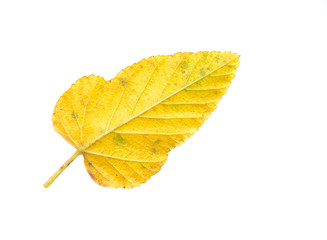 yellow leaf on white background