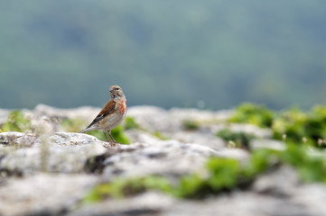 Linnet on rock