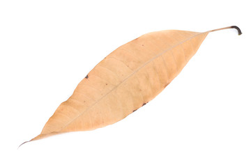 Dry mango leaf  on white background