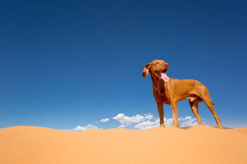 dog standing in desert