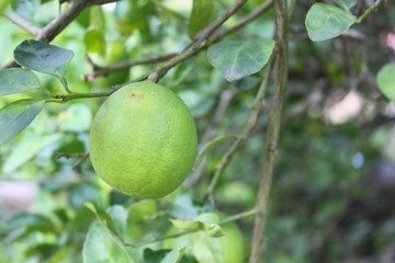 Lemons oval citrus fruit