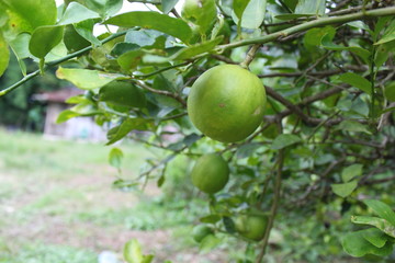 Fototapeta na wymiar Lemons oval citrus fruit