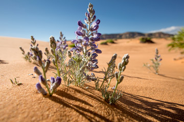 desert flowers