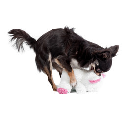 Chihuahua playing with doll isolated on white background