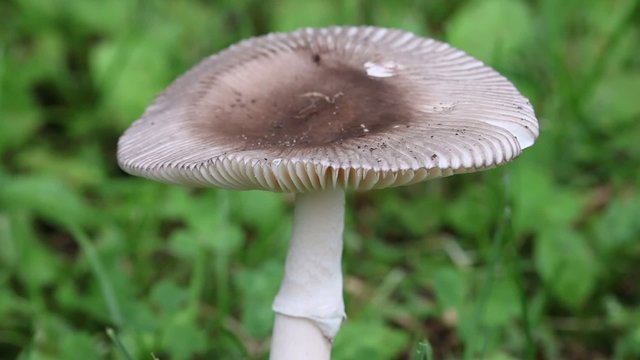 北海道のキノコ各種