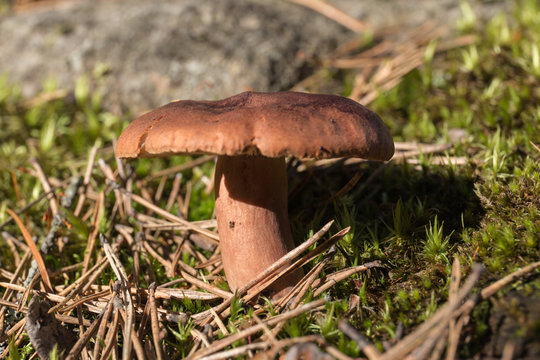 Lactarius rufus mushroom