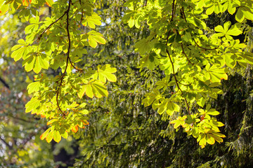 leaves in the park