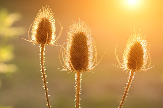 Fototapeta Thistle flower on the meadow at sunset