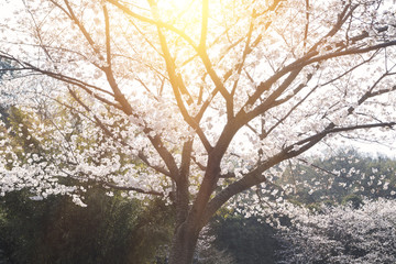 Japanese cherry