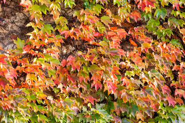 orange and green leaves